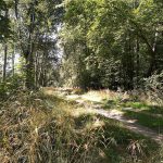 forest trail (foto: Gerda Arendt / CC0, Wikimedia Commons)