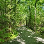 forest trail (foto: John Phelan / CC BY 4.0, Wikimedia Commons)