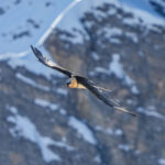 Quebrantahuesos adulto en vuelo con las alas extendidas sobre un cortado rocoso