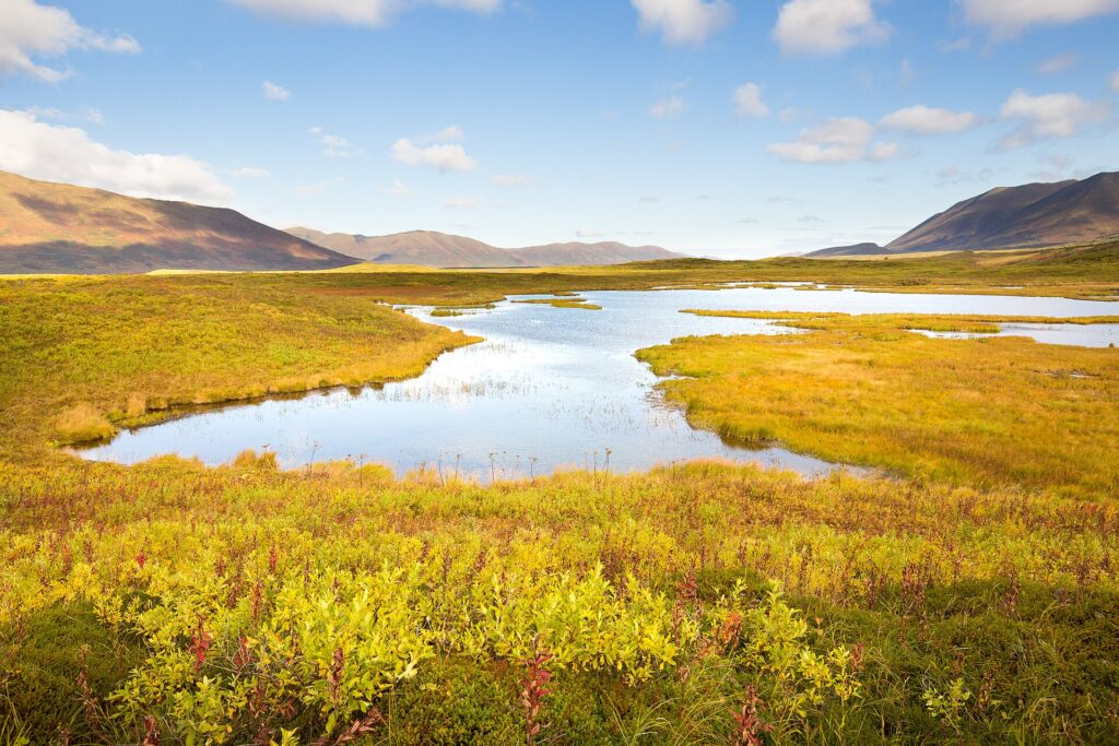 Abedules amarillos y arbustos enanos rojizos cubren una ladera de tundra en otoño