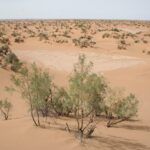 Cordón de dunas anaranjadas con crestas afiladas y sombras largas al final del día
