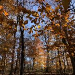 Sendero cubierto de hojas entre hayas con troncos grises y luz filtrada de otoño