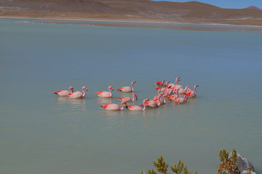 Laguna de altura con orillas blancas de sal y aves alimentándose en el agua poco profunda