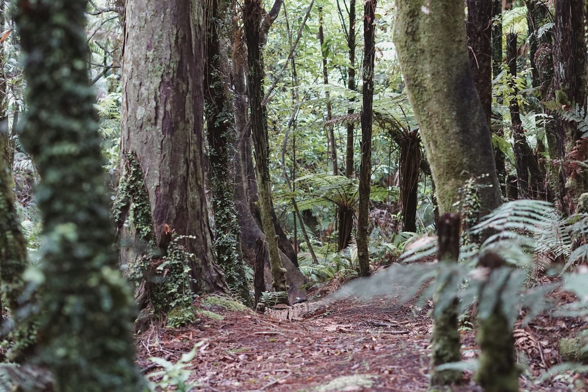 Aventuras en la jungla y sus misterios por descubrir