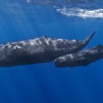Avistamiento Responsable de Ballenas: Donde, Cuando y Como Observar a los Gigantes del Oceano sin Danarlos
