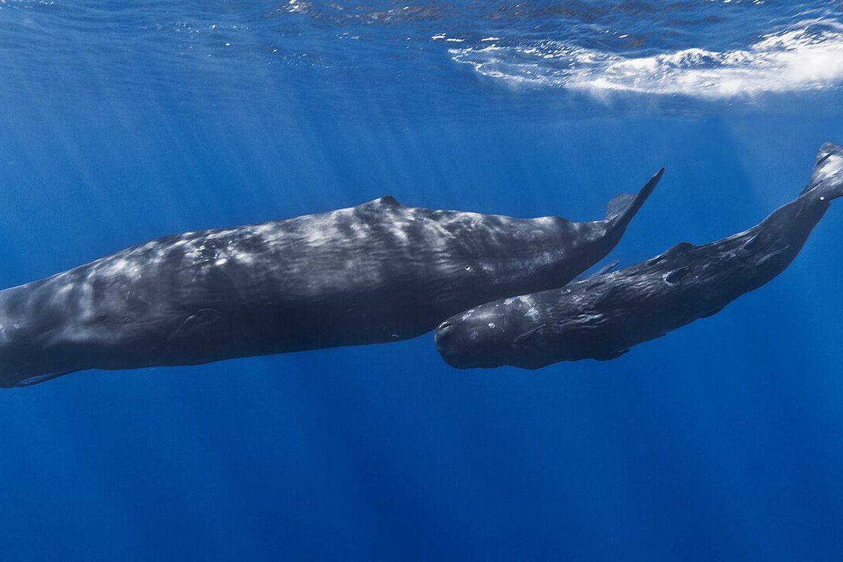Avistamiento Responsable de Ballenas: Donde, Cuando y Como Observar a los Gigantes del Oceano sin Danarlos