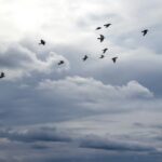 Aviturismo y Migracion de Aves: Las Mejores Rutas del Mundo para Observar Uno de los Grandes Espectaculos de la Naturaleza
