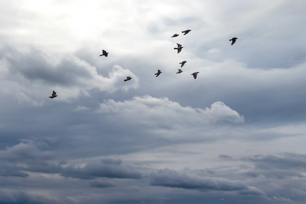Aviturismo y Migracion de Aves: Las Mejores Rutas del Mundo para Observar Uno de los Grandes Espectaculos de la Naturaleza