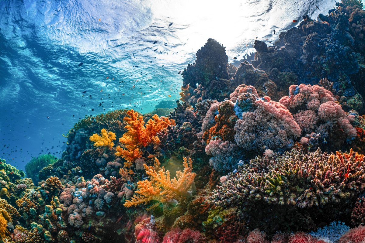 Buceo en Arrecifes de Coral: Explorando los Ecosistemas Submarinos mas Fragiles