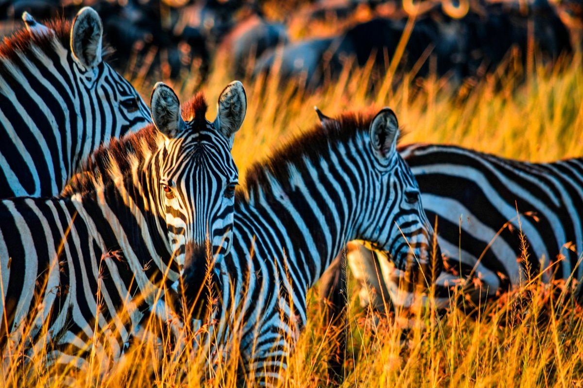Conociendo los secretos de la fauna en safaris responsables