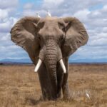 Conservacion de Grandes Mamiferos: Que Funciona, Que No y Como el Ecoturismo Financia la Proteccion de la Megafauna