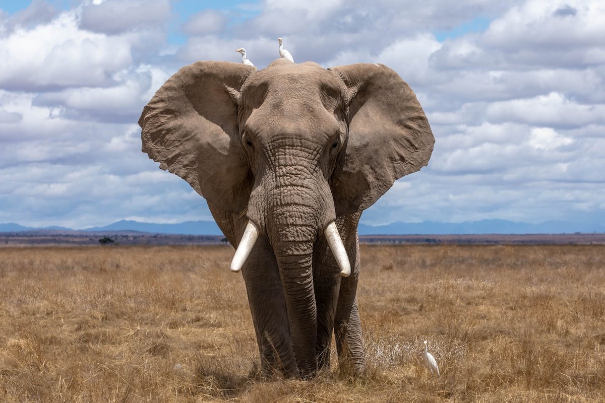 Conservacion de Grandes Mamiferos: Que Funciona, Que No y Como el Ecoturismo Financia la Proteccion de la Megafauna