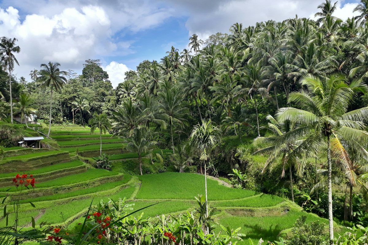 Eco-Lodges en Bali: Alojamientos Sostenibles entre Arrozales y Selva Tropical