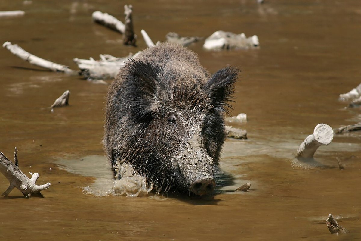 Encuentros cercanos con la fauna salvaje en su hábitat natural