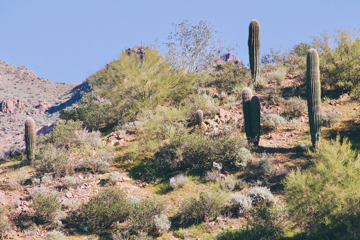 Explorando desiertos y sus ecosistemas frágiles
