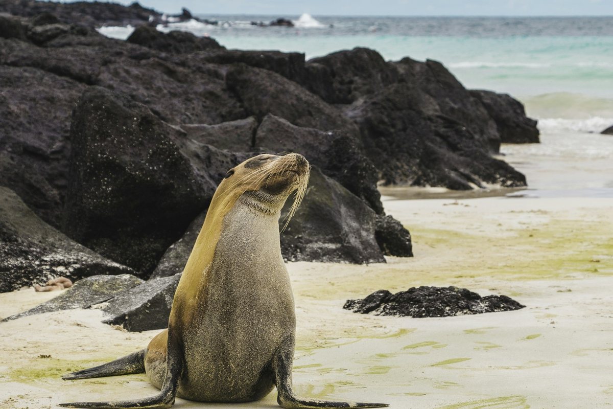 Islas Galapagos: Encuentro Cara a Cara con la Fauna mas Unica del Planeta