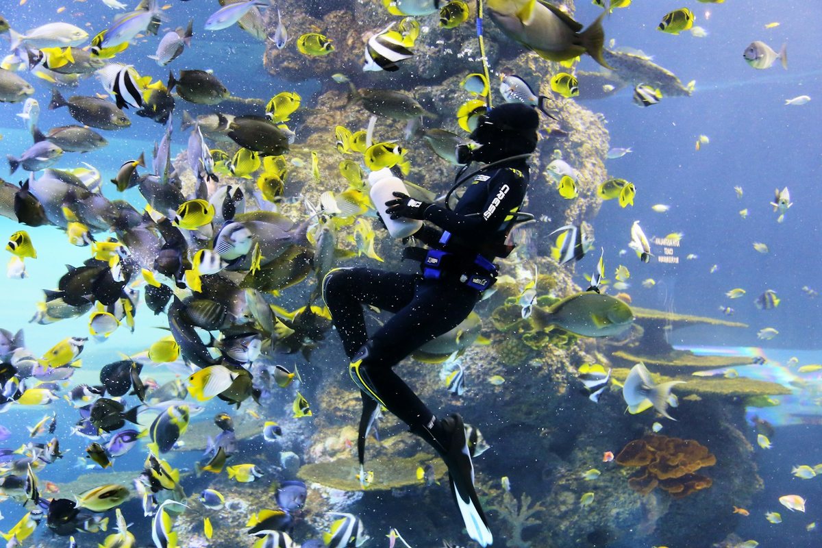 La belleza de los ecosistemas marinos en expediciones de buceo