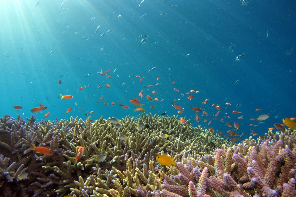 Las maravillas de bucear en arrecifes de coral