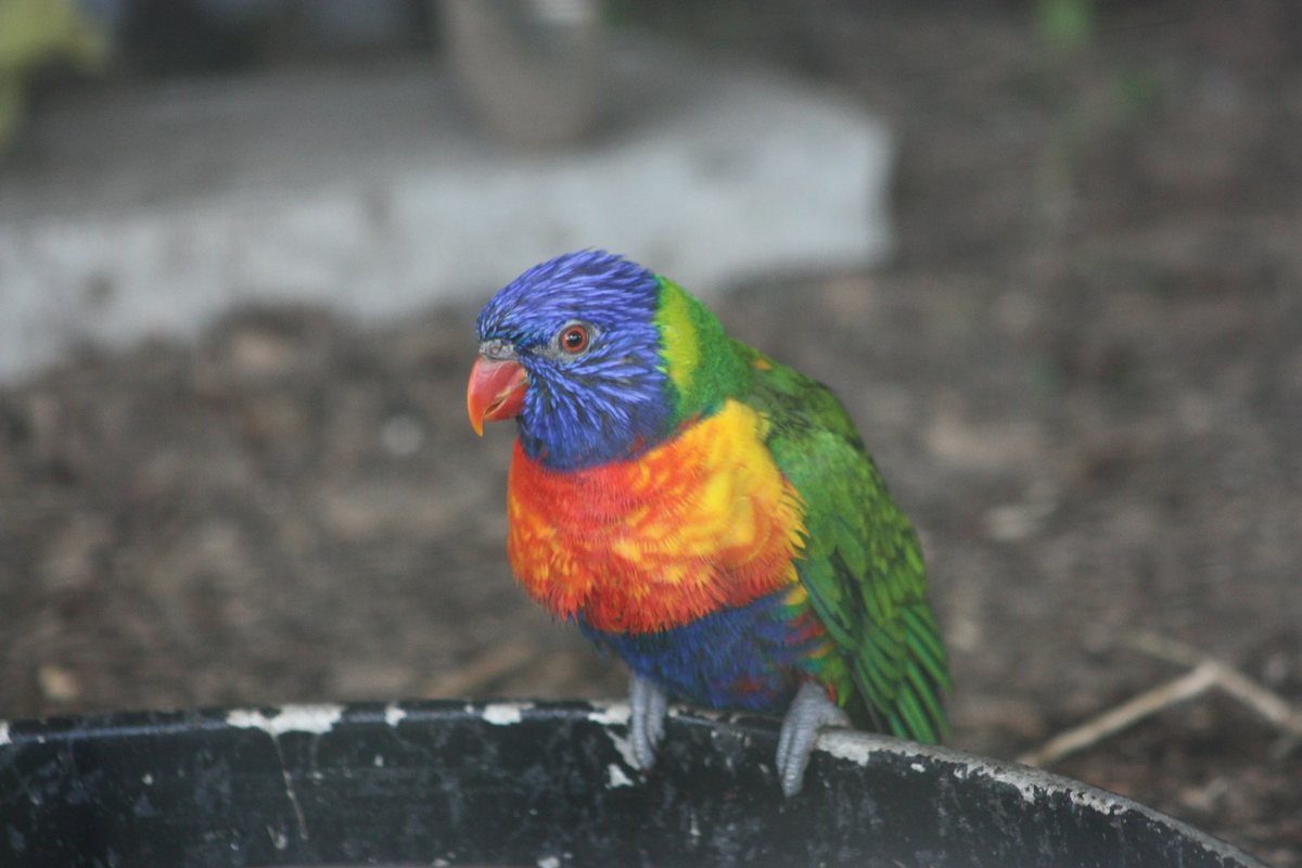 Las mejores expediciones para avistar aves exóticas
