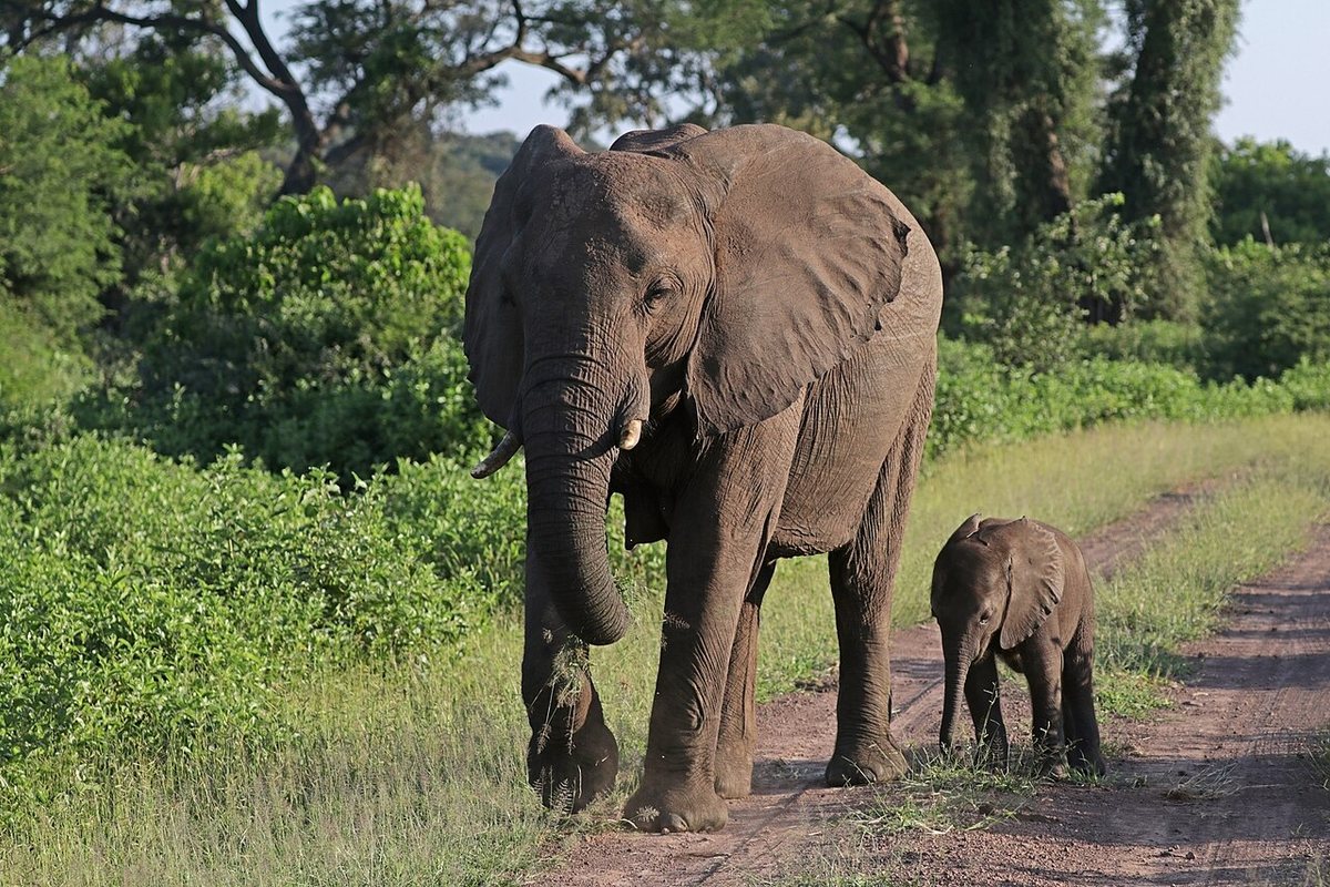 Safaris Fotograficos en Africa: Captura la Vida Salvaje sin Dejar Huella