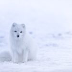arctic fox snow winter