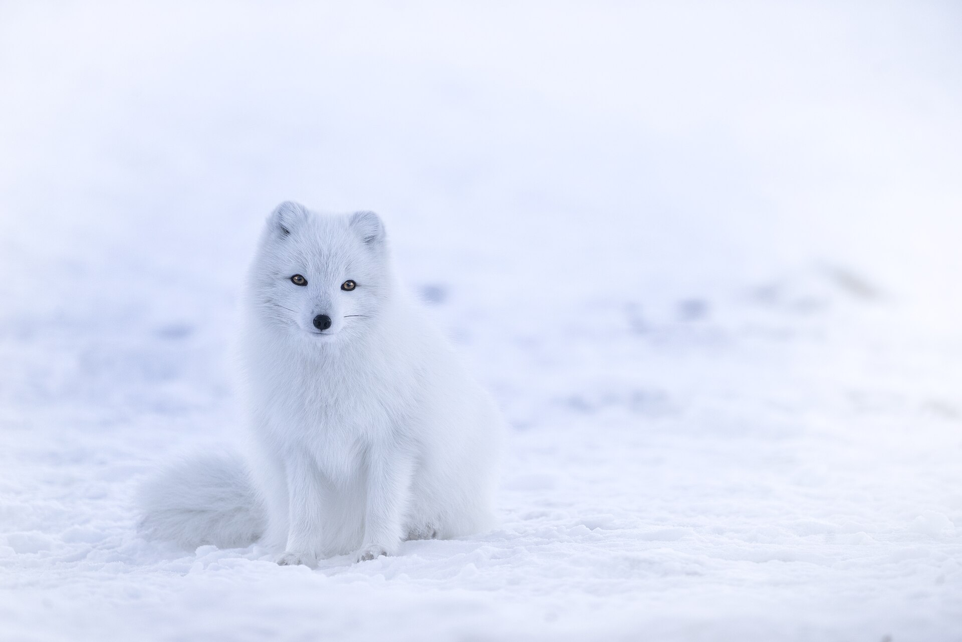Fotografiar fauna ártica con cuatro horas de luz