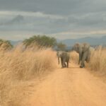 Elefante cruzando una pista de tierra delante de un coche parado con el motor apagado