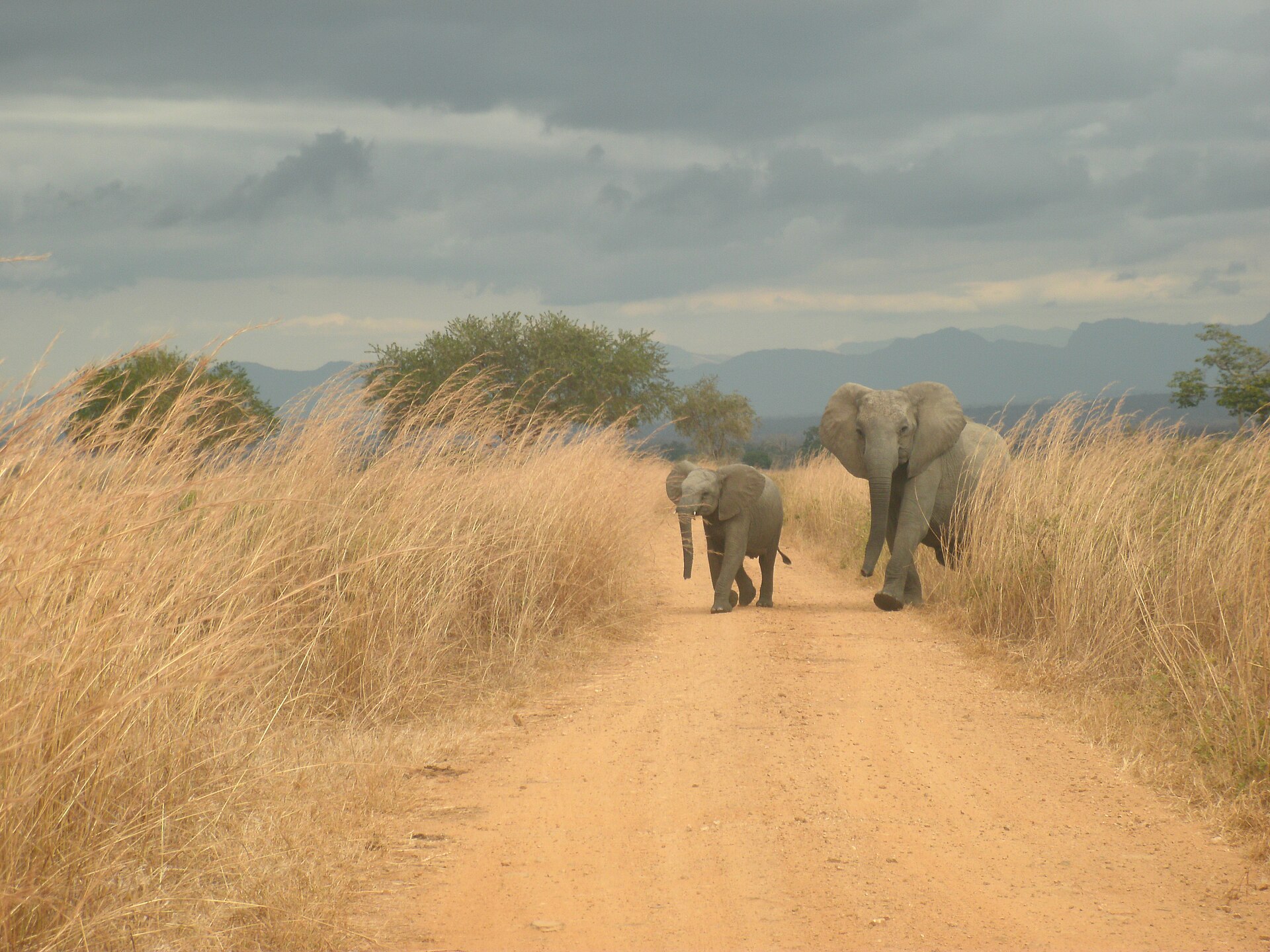 Conducir tu propio safari por Kruger, con las puertas cerrando a las seis