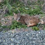 Lince ibérico caminando entre matorral bajo con las orejas alzadas y la mirada al frente