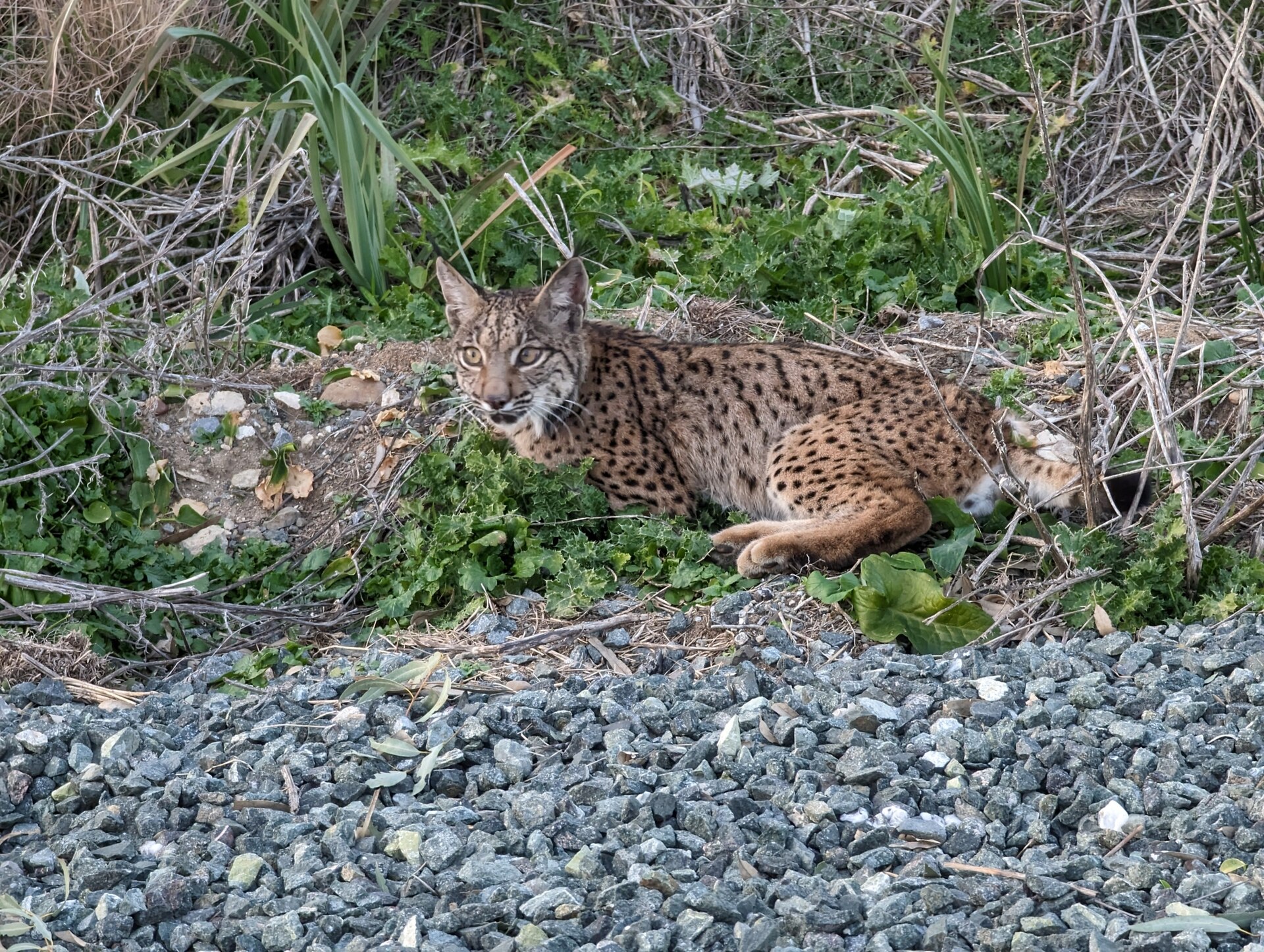 Un día dentro de un escondite fotográfico español, con lince o sin él