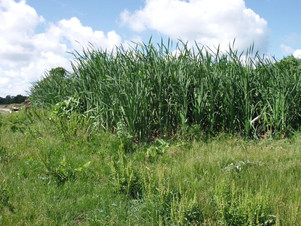 Balsa de tratamiento con grava y plantas acuáticas usada para filtrar aguas grises