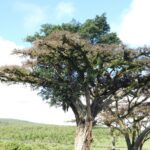 Cumbre plana del Kilimanjaro con restos de glaciar y llanura seca en primer término