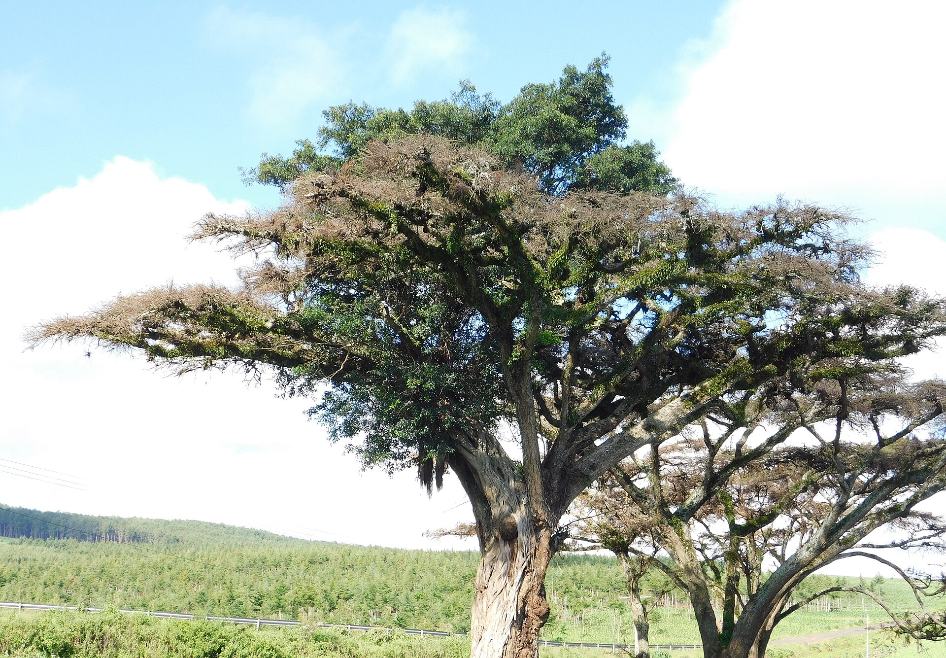 Siete rutas al Kilimanjaro, ordenadas por días y tasa de cumbre
