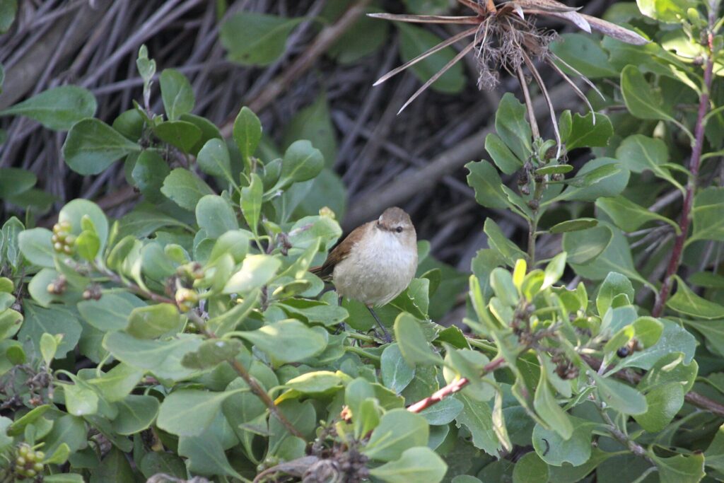 Avioneta ligera en una pista de tierra rodeada de vegetación baja y seca