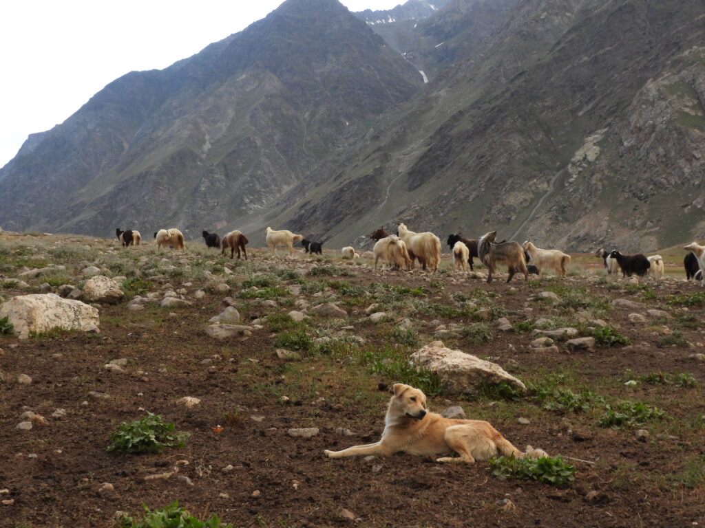Perro grande de guarda tumbado junto a un rebaño de ovejas en un pasto de montaña