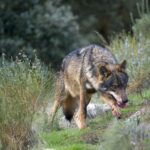 Lobo de pelaje pardo entre matorral bajo, observando de perfil con las orejas erguidas