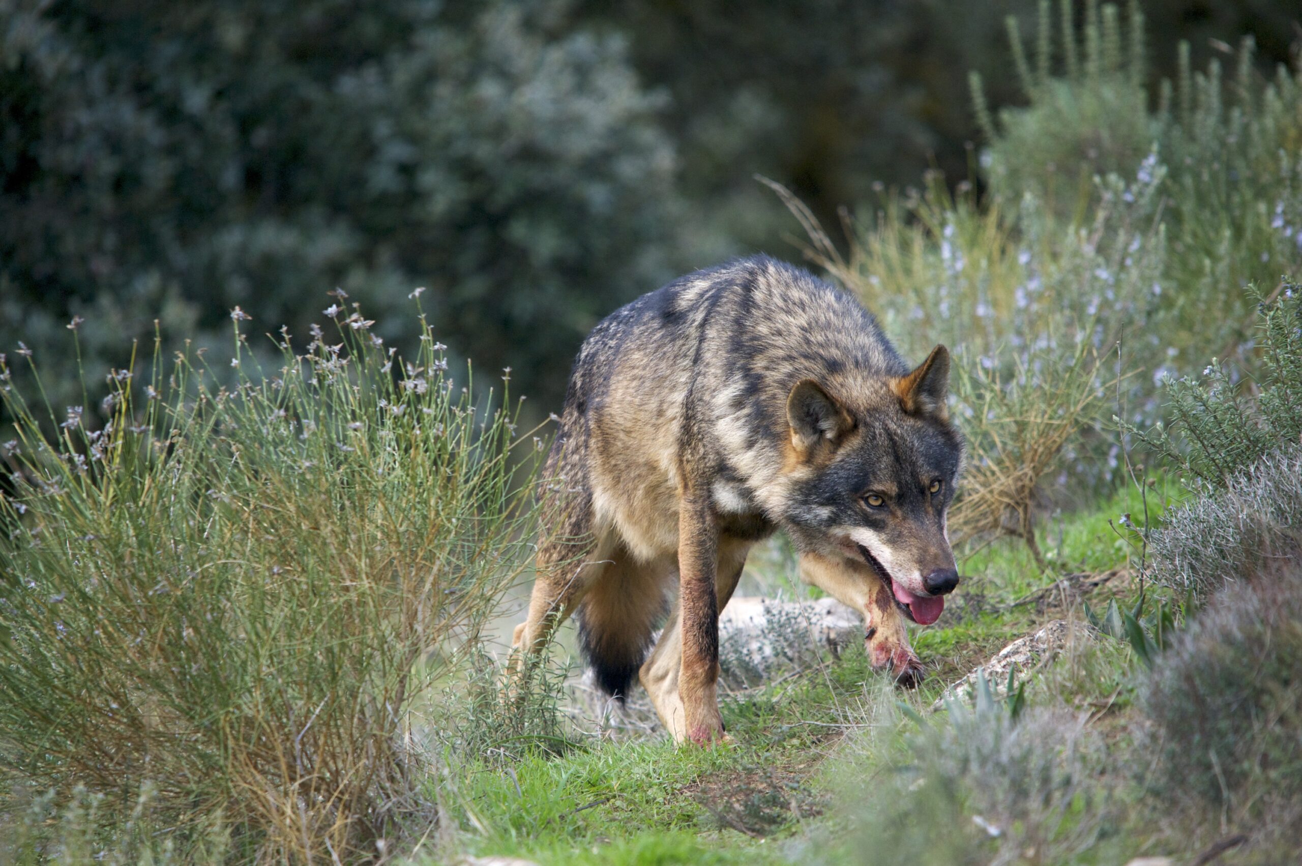 El censo del lobo ibérico y el mapa real del conflicto