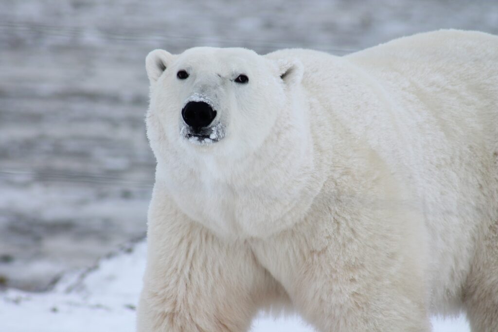 Oso polar visto a distancia sobre un campo de nieve bajo un cielo gris ártico